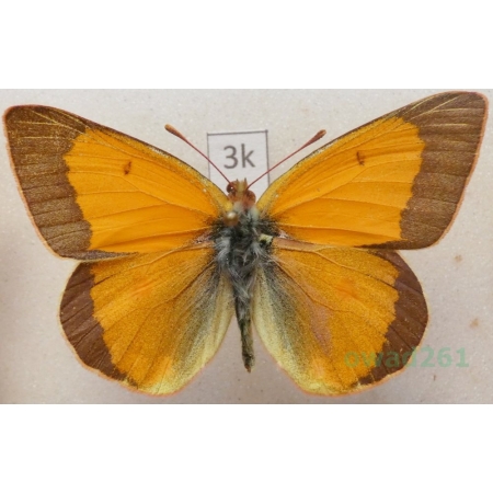 Colias viluiensis Menetries, 1859 male Russia3k